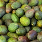 avocats au coin du marche